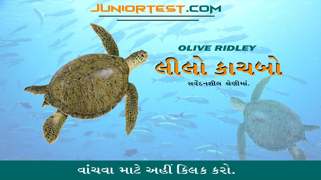 લીલો સમુદ્રી કાચબો